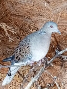 HR.DIVOKA A H.CHOCHOLATY