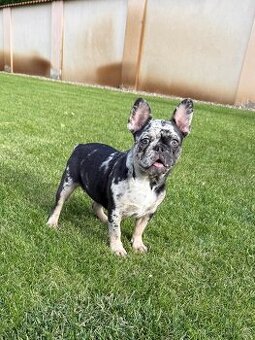 Francouzsky buldoček blue tan merle fenka