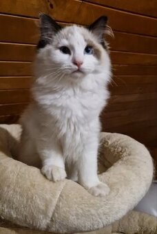 Ragdoll kocourek s PP
