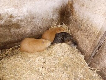 Nutrie samci a samice