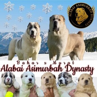 Stredoásijský pastevecký ovčiak s PP