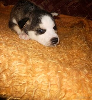 Prodáme štěňátka