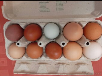 vajíčka od ,slepiček ze zahrady z Berouna