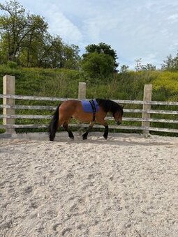 🐴 Pronájem koníka – Českomoravský belgik, 6 let 🐴