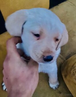 Labradorský teriér