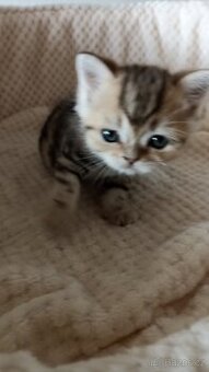 Britská  zlatá whiskas koťátka s PP