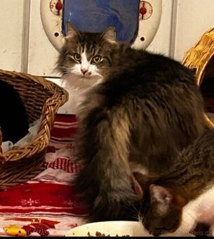 Krásný plachý Geralt hledá domov nebo aspoň virtuální