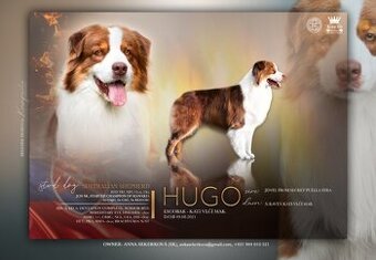 Australsky ovciak - Krytie, PP