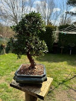 Bonsaj,bonsai Japonske Azalky