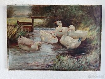 Káčata na potoce
