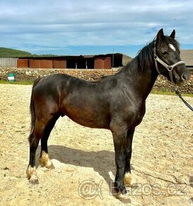 Welsh Cob D Na Prodej