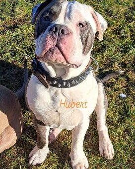 American Bully - KRYTÍ Fešák Hubert