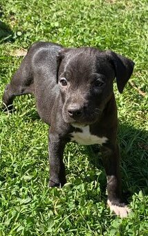 Americky pitbull s rodokmenem PP - 1