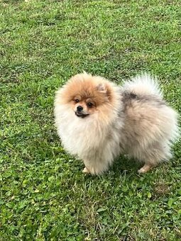 Německý špic pomeranian krytí