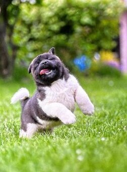 Americká Akita - American Akita - 1