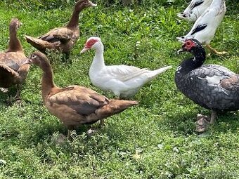 PRODÁM KÁČATA A MLADÉ PIŽMOVKY VELKÉ KRÁSNÝCH BAREV