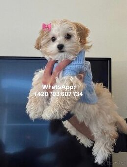 Maltipoo f1 light caramel fenka