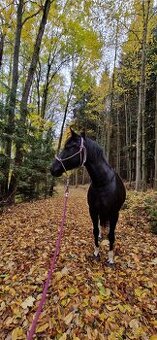 Hledám jezdce pro kobylku v okolí Brna - 1