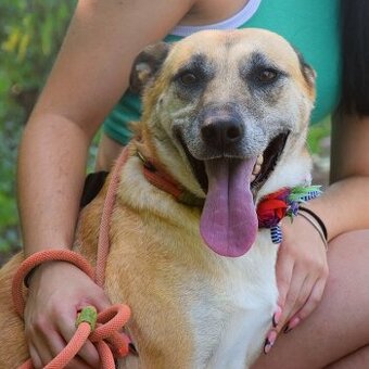 BALIANA K ADOPCI - PŘÁTELSKÉ ZLATÍČKO