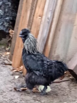 Kohout hedvábničky