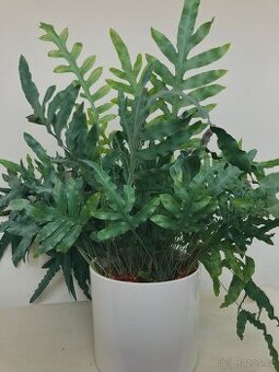 Živá rostlina Tečkovka, Phlebodium Aureum