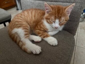 Dvou a půl měsíční kocourek k okamžitému odběru