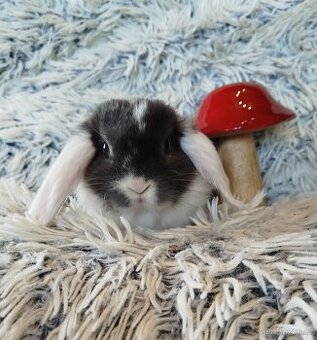 Minilop - anglický zakrslý beránek s VP