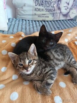 Koťata