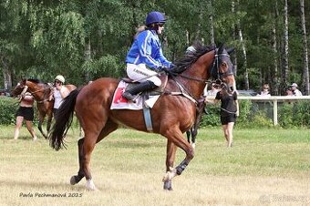 A 1/1 plnokrevník, 4,5 letý valach Funssio