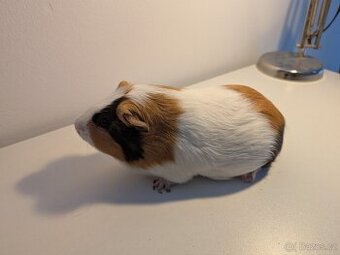 Darujeme dvě morčata + klec a výbavu (Pardubice)