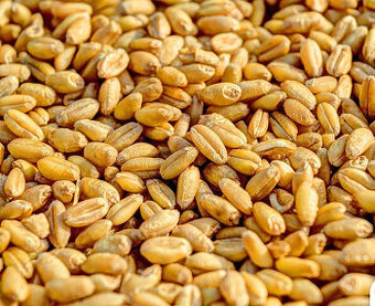 Pšenice,ječmen,oves,tritikale,hrách,kukuřice