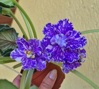 Africké fialky - Saintpaulia