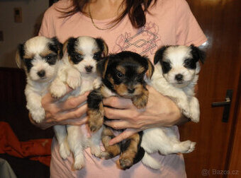 Jorkšírský teriér