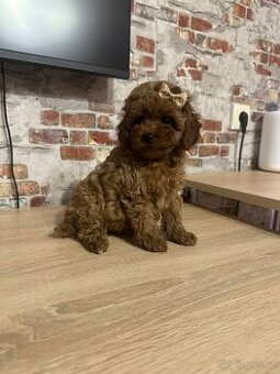 panenka-holčička toy pudl P.P. FCI