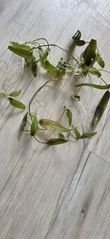 Akvarijní rostliny - kryptokoryna