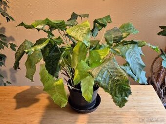 Calathea musaica 'Network' - 1