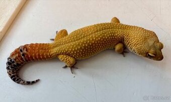 Gekončík noční- 1.0 Green Tangerine 85g