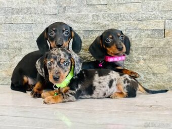 Merle Jezevčík hladkosrstý trpasličí bez PP