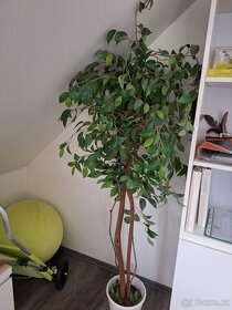 Prodám umělý fikus benjamin