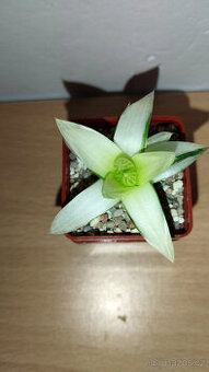 Haworthia cymbiformis variegated ( sukulent )