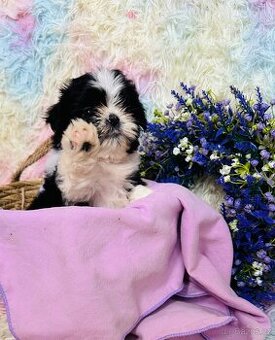 Shih Tzu s PP FCI