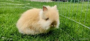Zakrslý králík,králíček-(TEDDY)-DUFFY