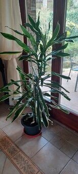 Dracena