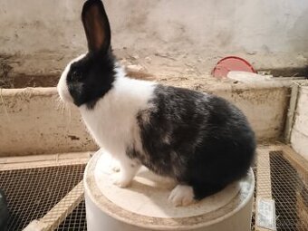 Hototský bílý králík