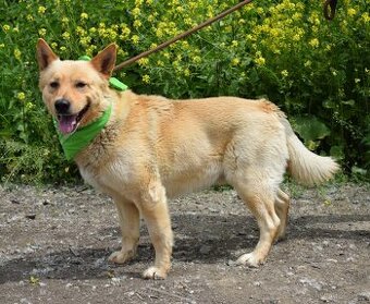 ZIPPY K ADOPCI - 5 LET, VESELÝ, ODDANÝ,ZVĚDAVÝ - 1