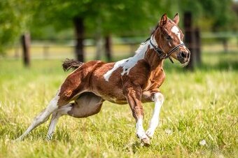 Aph kobylka Tobiano
