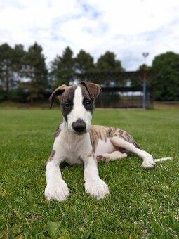 Whippet/vipet štěně s PP FCI