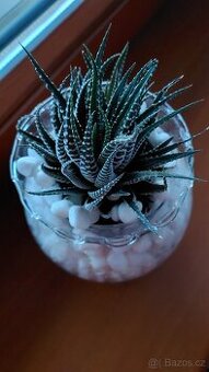 Haworthia