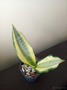 Sansevieria Asai - 1