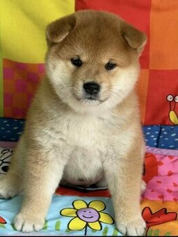Shiba s PP / FCI /